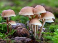 Gruppen kleiner, heller Pilze beiderseits von Zapfen